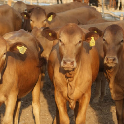 Farmers call for training as cattle productivity declines