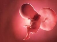 Bulawayo mayor warns abortion law amendments could harm families and children