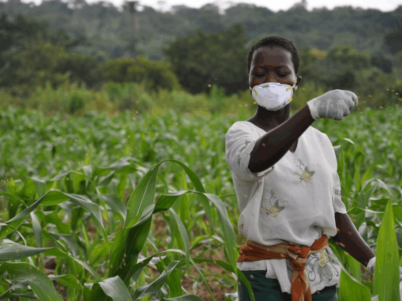 Good laws, bad food – why enforcing effective policies can protect Africa’s food from hidden poisons