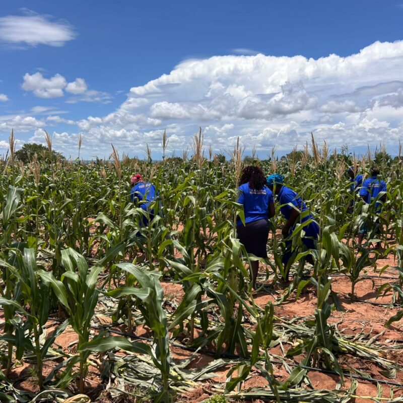 Irrigation scheme brings year-round farming to drought-hit Binga