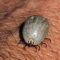 The cattle killer that won’t go away