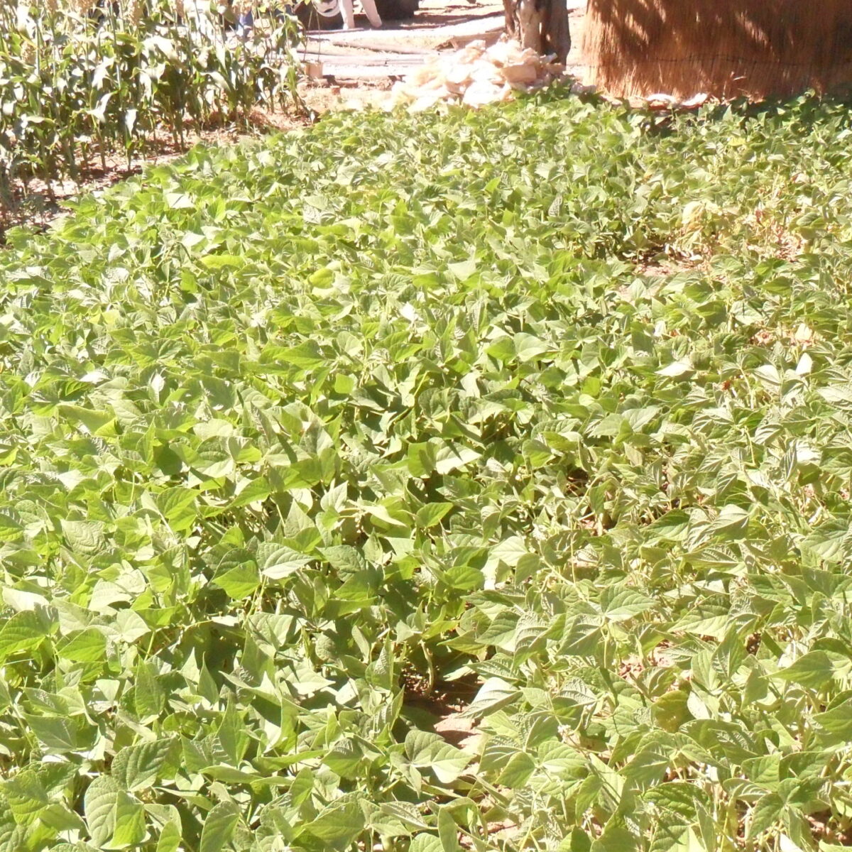 Payment frustrations push peri-urban farmers away from maize