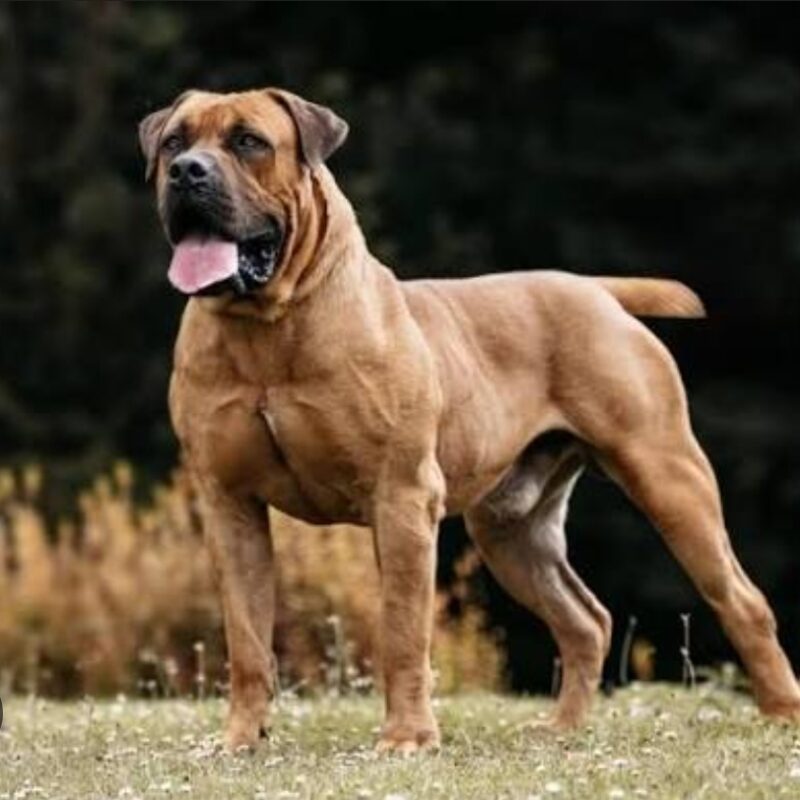 Minor (2) mauled to death by dogs