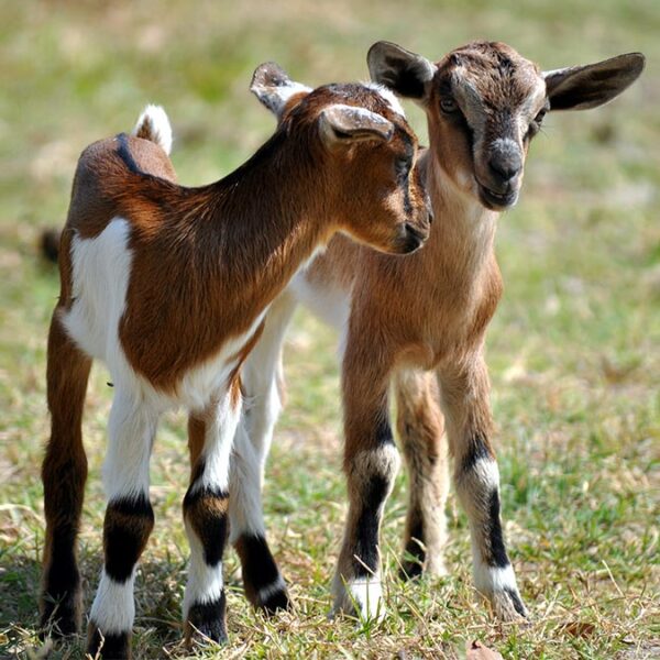 Early nutrition crucial for healthy goat kids, experts say